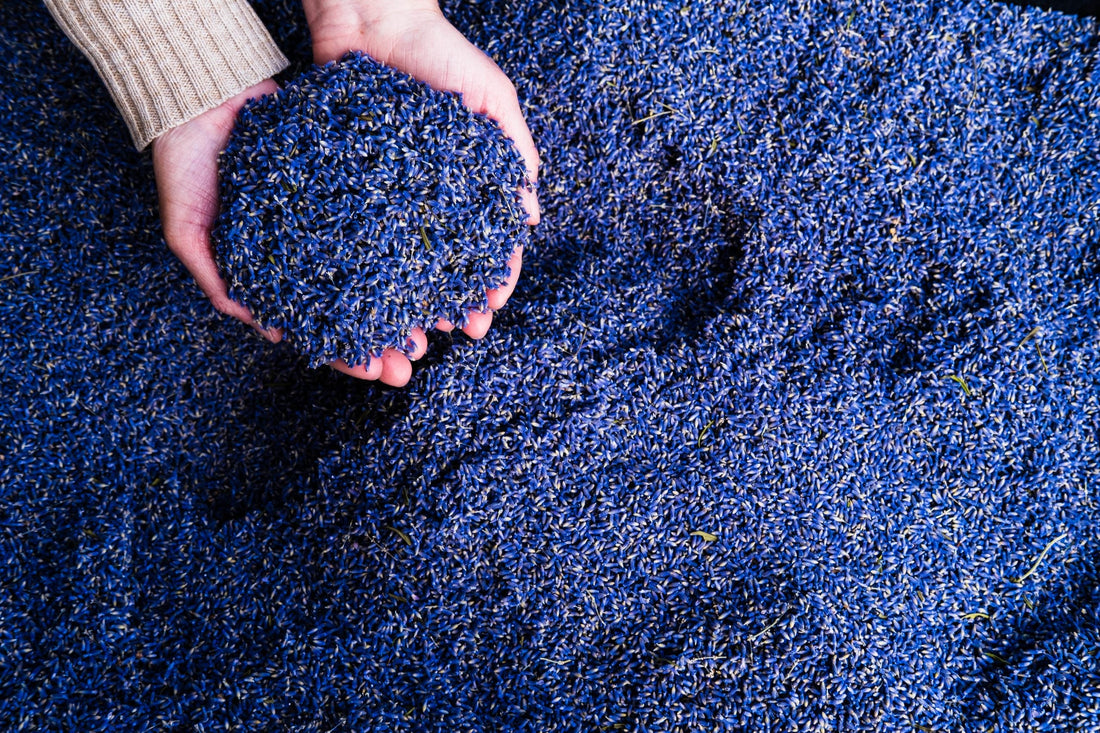 Levanduľa: Vôňa Provensálska vo vašej kuchyni a domácej lekárničke