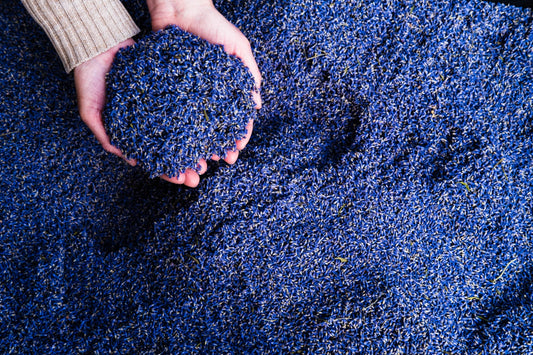 Levanduľa: Vôňa Provensálska vo vašej kuchyni a domácej lekárničke